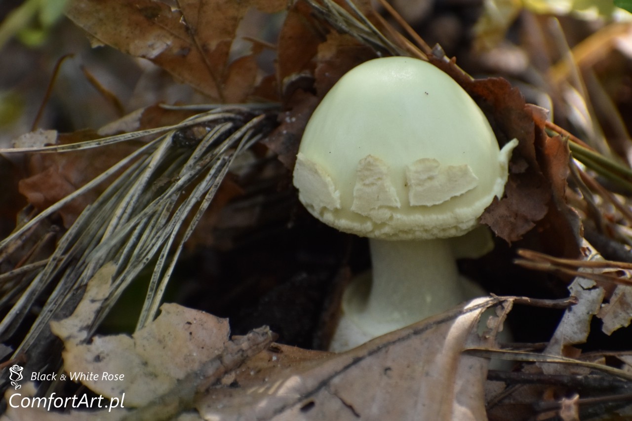 Torfowisko Wielkie Błoto muchomor